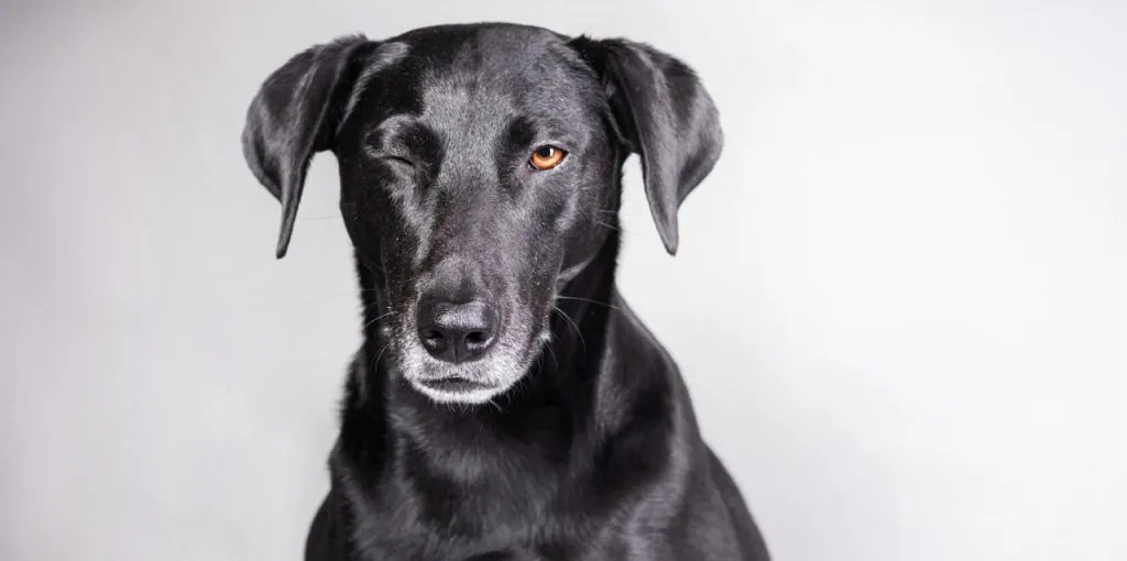 Ein schwarzer Hund sitzt frontal vor einem hellen, neutralen Hintergrund. Sein Fell glänzt und sein Kopf ist leicht nach vorn geneigt. Der Hund hat ein Auge geschlossen, als würde er zwinkern, während das geöffnete Auge bernsteinfarben leuchtet. Die Ohren hängen locker seitlich nach unten. Sein Gesichtsausdruck wirkt aufmerksam und charmant, fast ein wenig schelmisch.