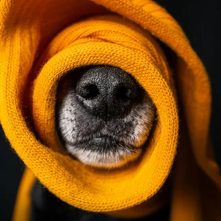 Portos Hund