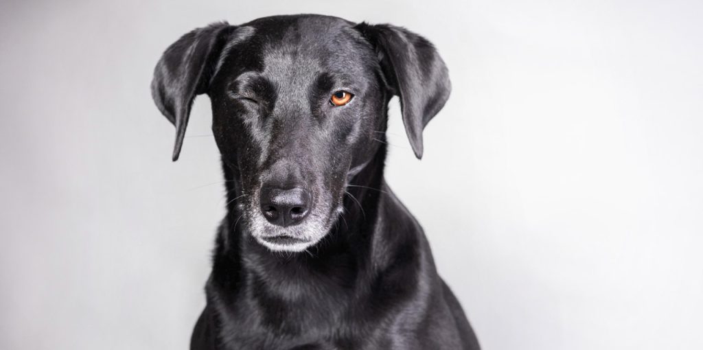 Ein schwarzer Hund sitzt frontal vor einem hellen, neutralen Hintergrund. Sein Fell glänzt, und sein Kopf ist leicht nach vorn geneigt. Der Hund hat ein Auge geschlossen, als würde er zwinkern, während das geöffnete Auge bernsteinfarben leuchtet. Die Ohren hängen locker seitlich nach unten. Sein Gesichtsausdruck wirkt aufmerksam und charmant, fast ein wenig schelmisch.